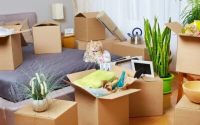 Mudanza con gatos: Consejos para prepararla.